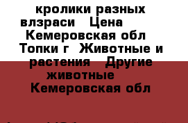 кролики разных влзраси › Цена ­ 600 - Кемеровская обл., Топки г. Животные и растения » Другие животные   . Кемеровская обл.